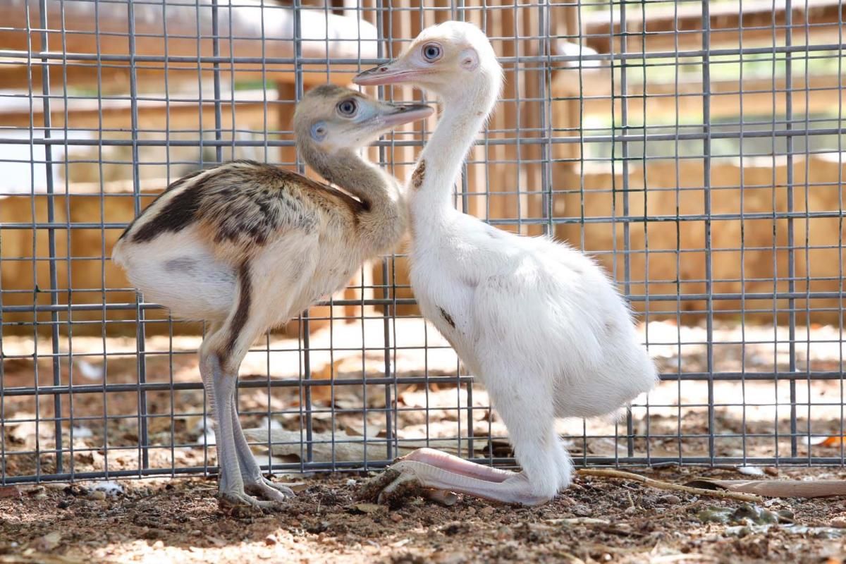 FOTO: Ñandú albino, nuevo inquilino del zoo de Córdoba.