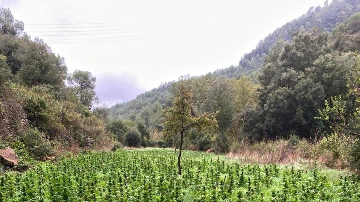 Plantación de marihuana hallada por los Mossos en Pontils (Tarragona)