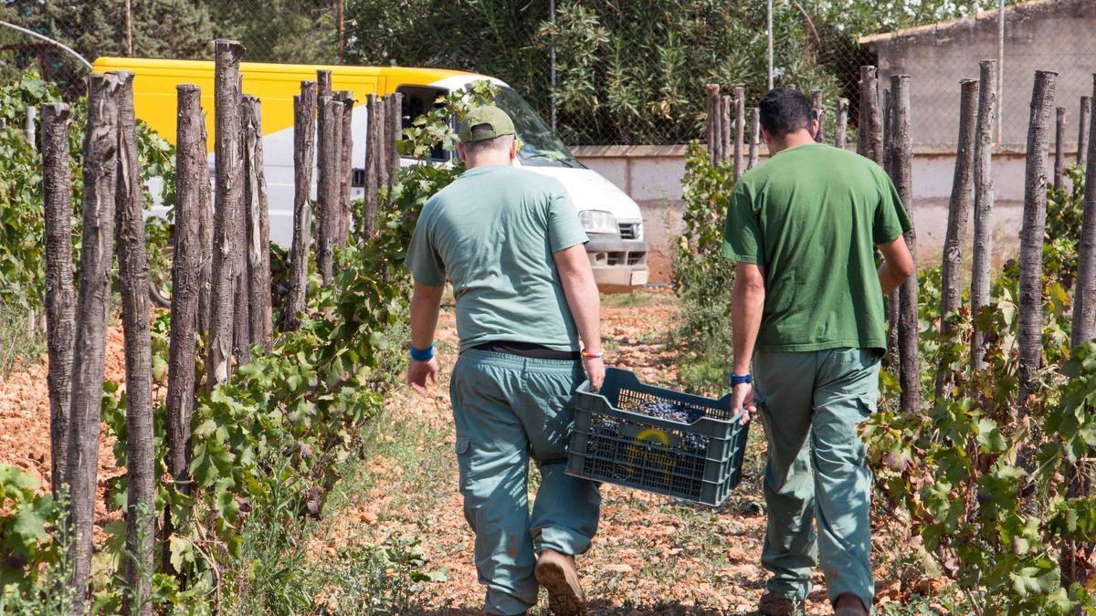 Gemeinsame Weintrauben-Ernte bei der Bodega Gallinas y Focas