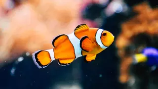 Test | ¿Eres un experto en peces de acuario?