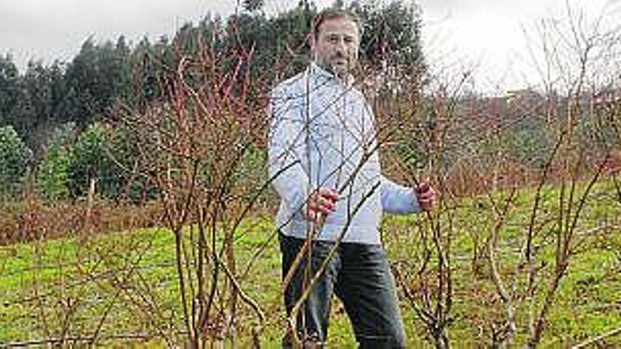 Juan Carlos Rubio, entre dos plantas de arándanos injertados.