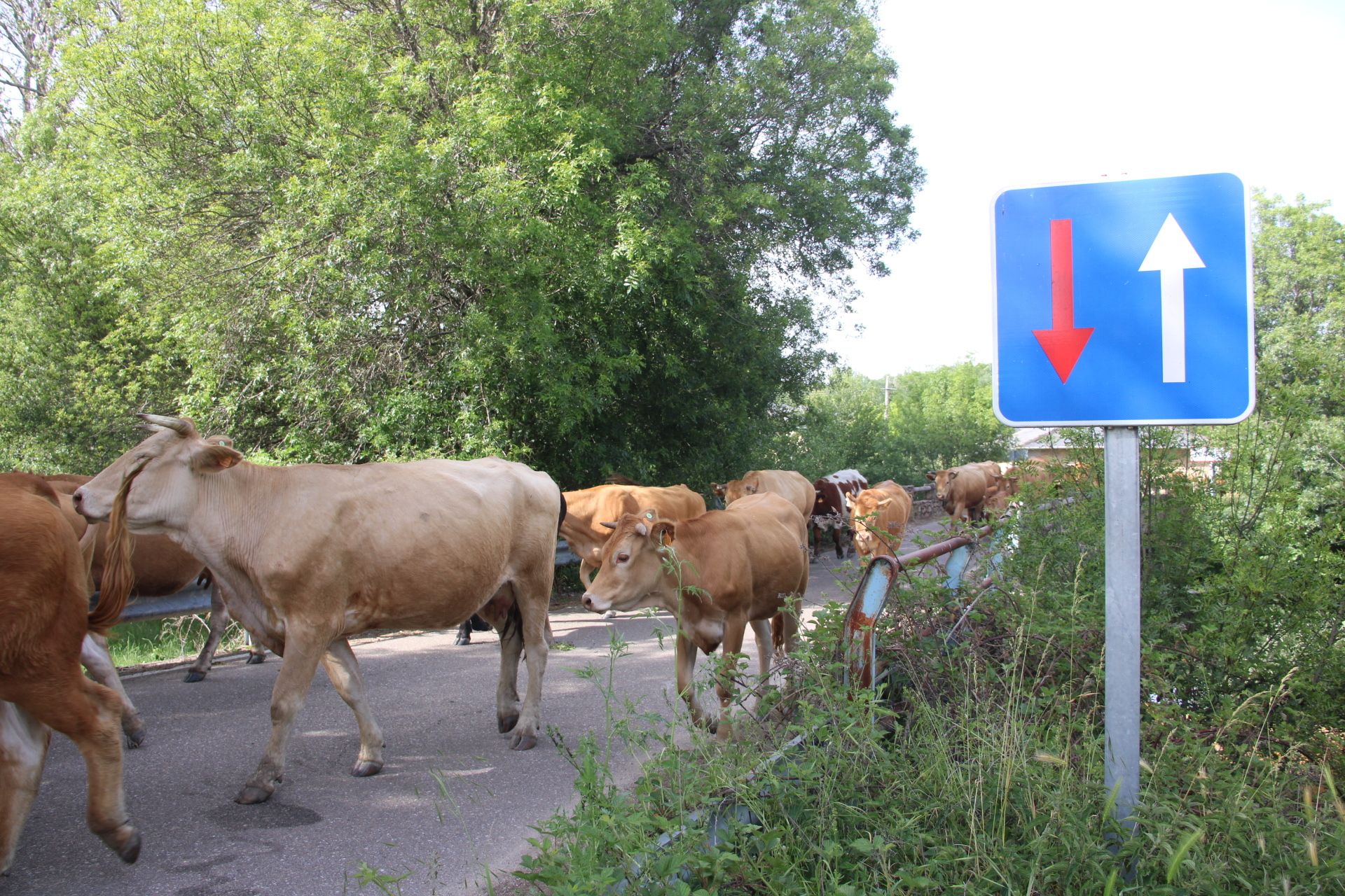 Trashumancia vacas sanabria. El ganado sube a la sierra en busca de pastos de verano