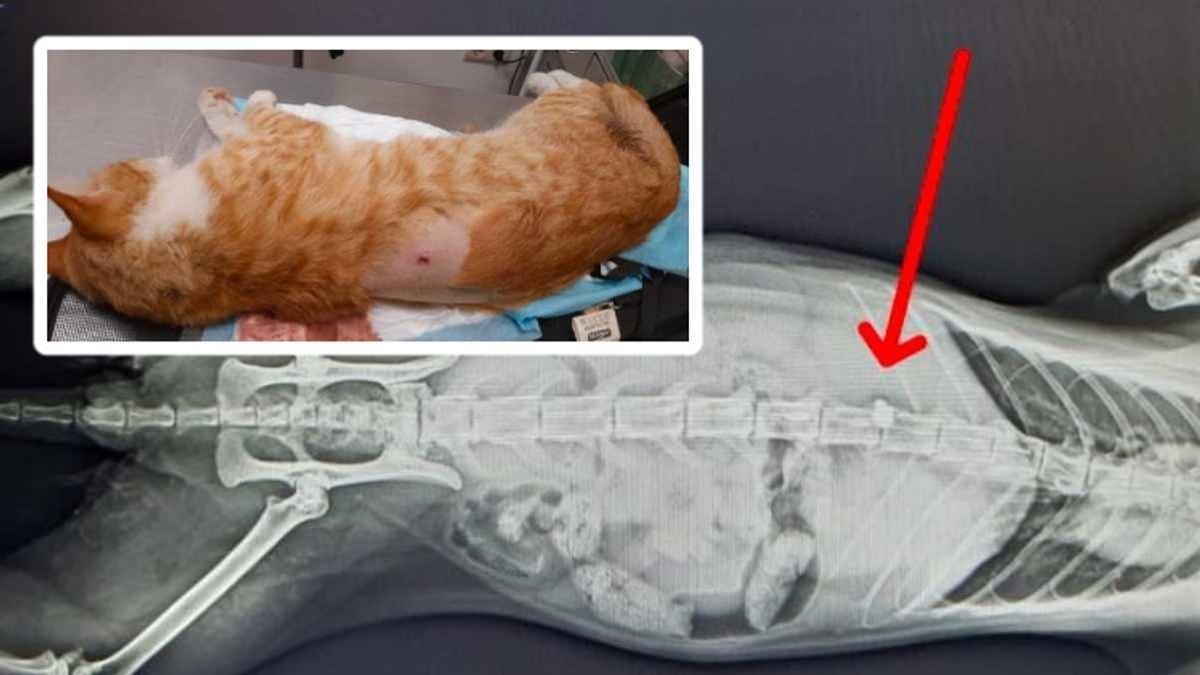 Imatge de l'informe del centre veterinari que va atendre un dels gats ferits que va haver de ser sacrificat.