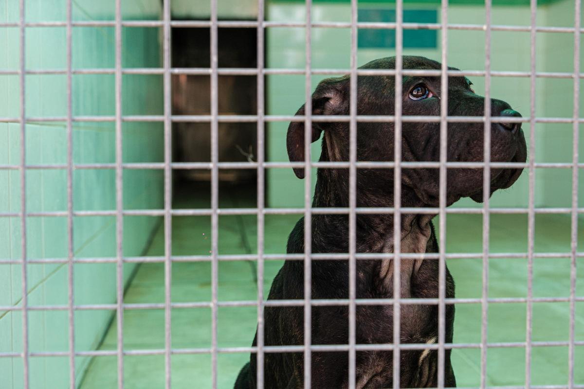 Perrita de dos meses que ha llegado a Ibiza en patera. Ikram. Sa Coma.