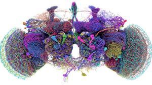 El mapa més complet del cervell d’una mosca