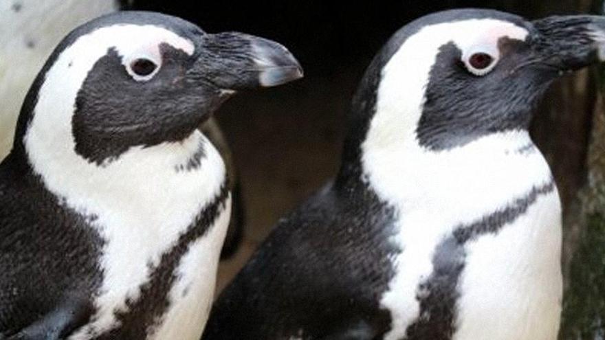 Dos pingüins gais roben els ous d&#039;una parella de lesbianes per ser pares