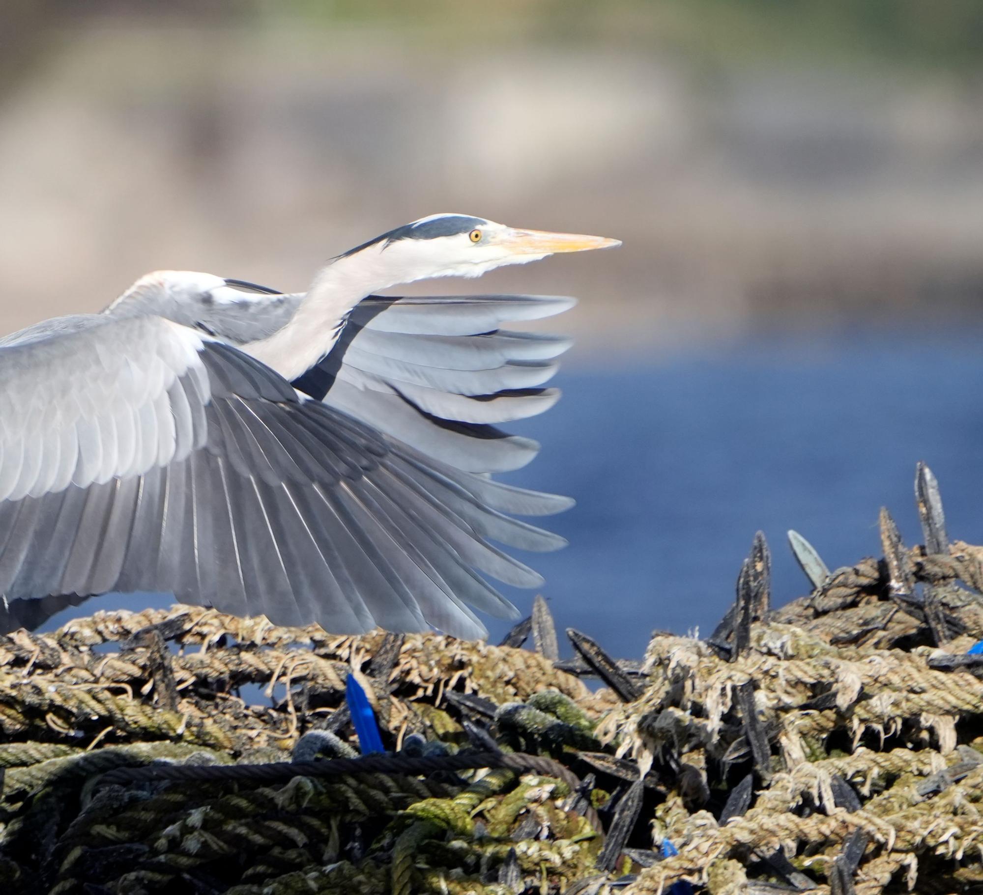 Aves avistadas en la primera expedición del año a bordo del "Chasula".