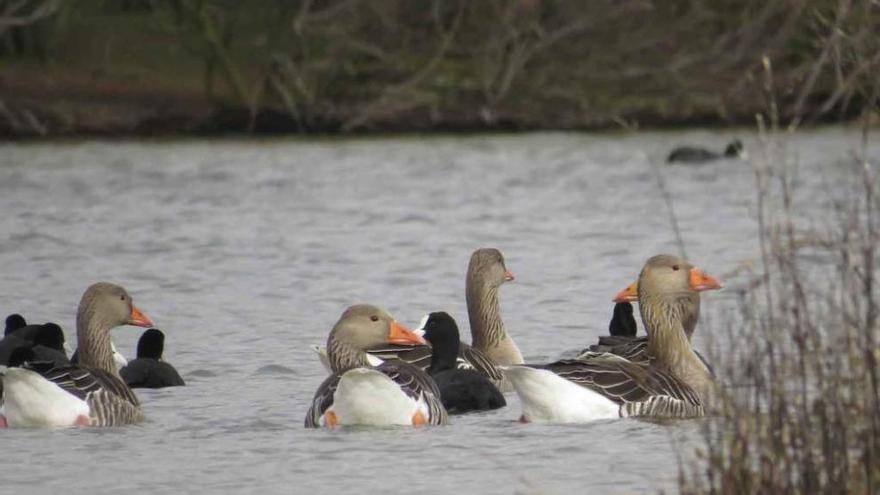 Un grupo de aves en las Lagunas de Villafáfila.