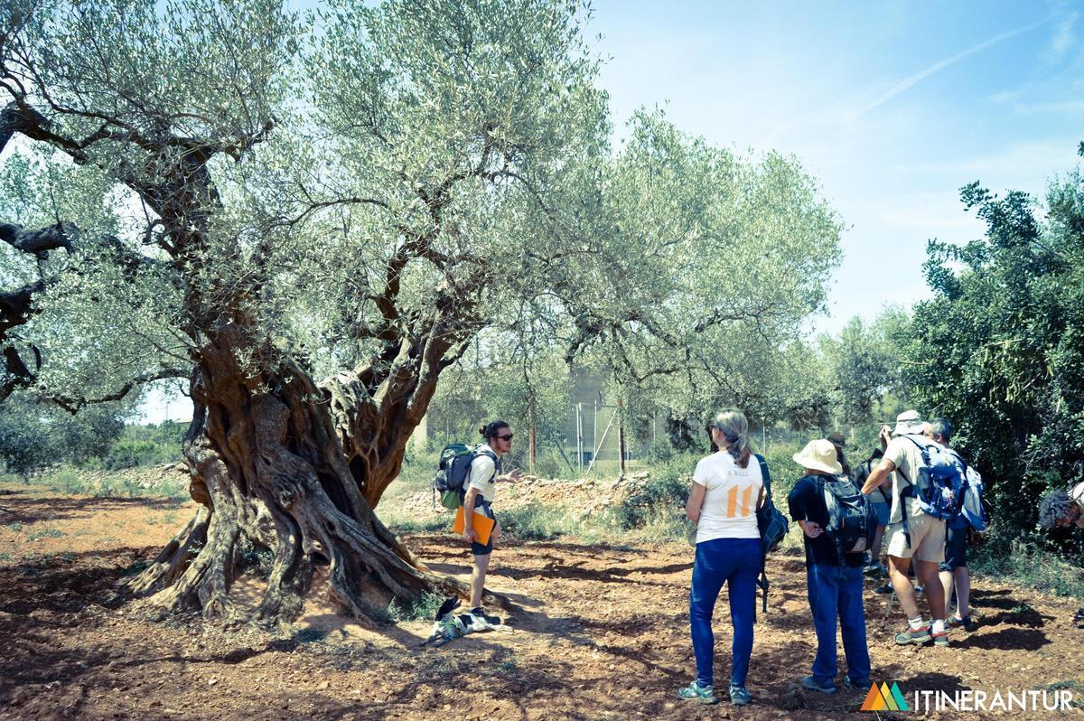 Los olivos milenarios son monumentos vivos de la comarca del Baix Maestrat.