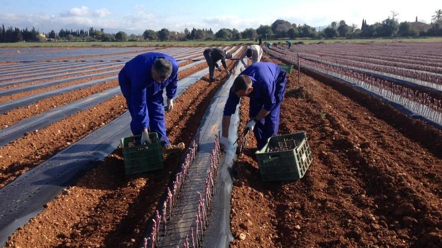 Las cepas se siembran en los terrenos de las bodegas Biniagual, en Binissalem.