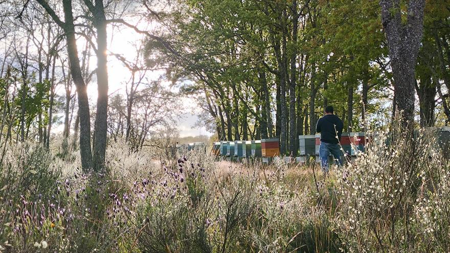 La Diputación apuesta por la apicultura con un nuevo curso de formación en Zamora