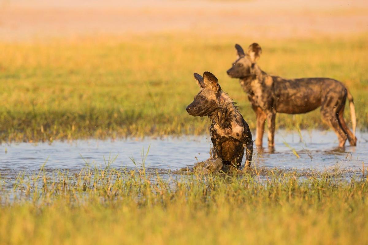 Safari Zimbabue, tierras del rey salomon