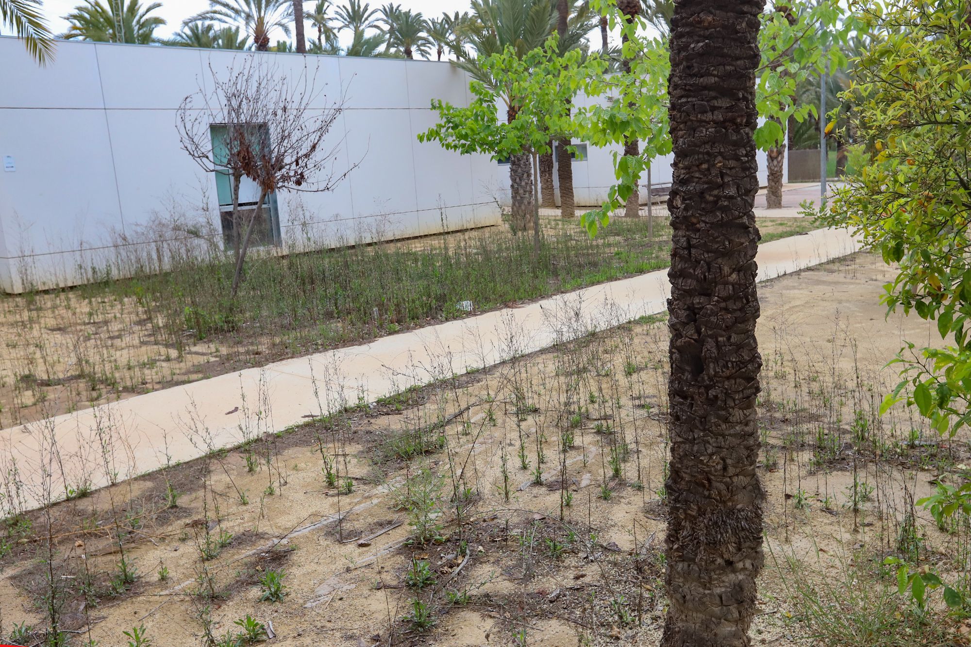 Lamentable estado en el que se encuentra el edificio que ocupó el Centro Oriol en el Palmeral