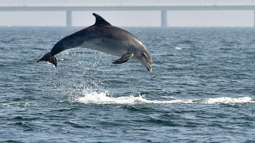 Uno de los delfines mulares fotografiados e identificados por Bruno Díaz y su equipo. // BDRI