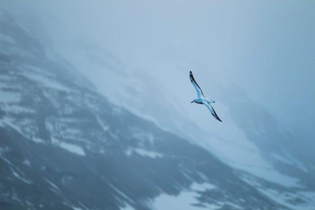 Albatros errante o viajero volando sobre en las Islas Georgias del Sur.