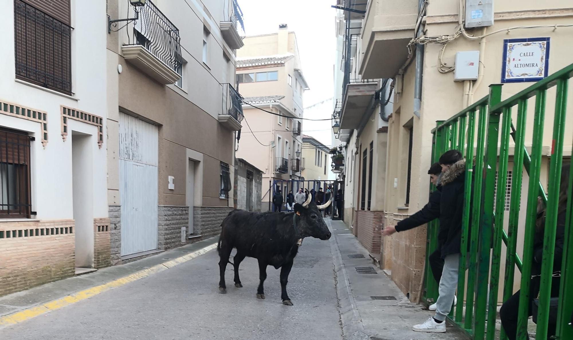 Fin de semana taurina en Navajas por San Antón