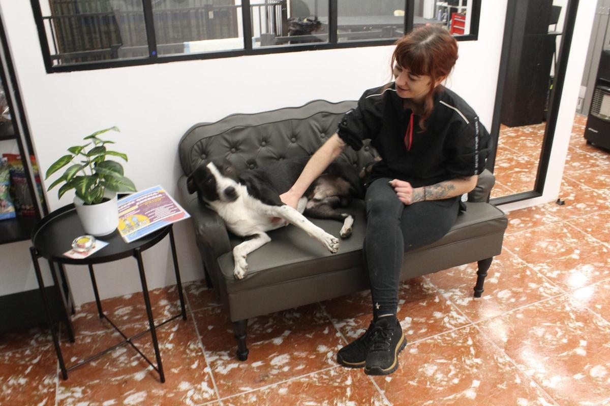 La nueva peluquería canina de Grado, en imágenes