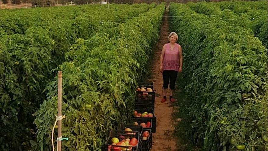 Los productores alistanos abastecen a las ciudades españolas de tomates de temporada