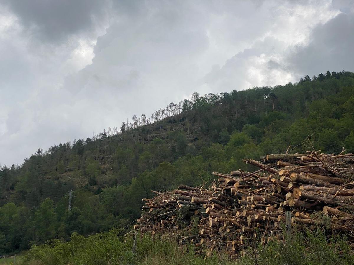 Pila d'arbres retirats després de la llevantada a Llanars, al Ripollès.