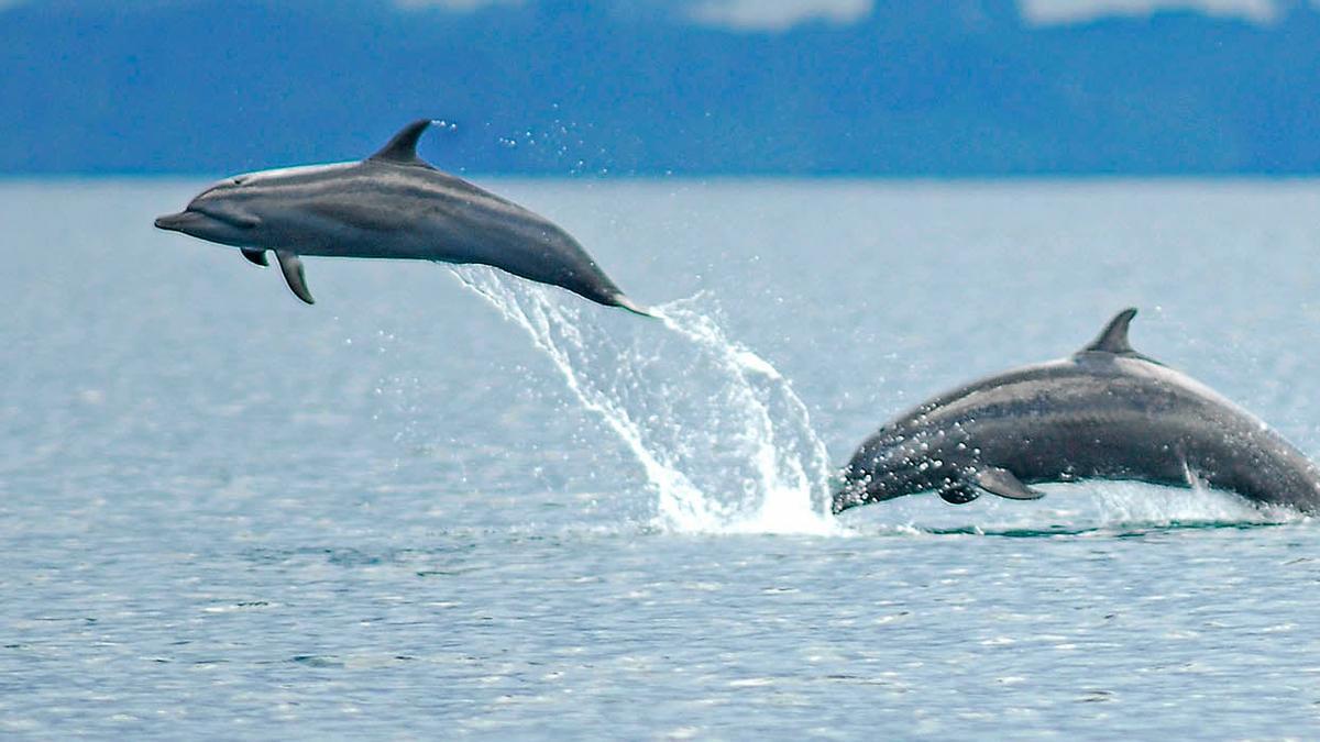 Delfines nadando en las costas costarricenses
