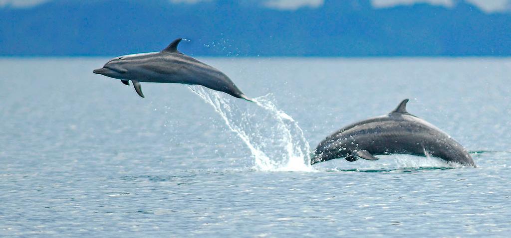 Delfines nadando en las costas costarricenses