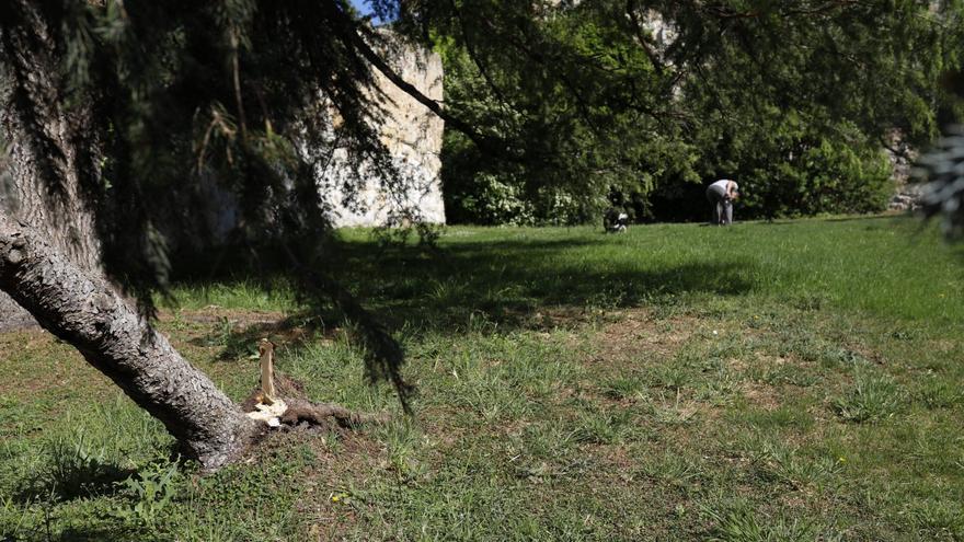 Árbol caído en la bajada de Puerta Nueva de Zamora