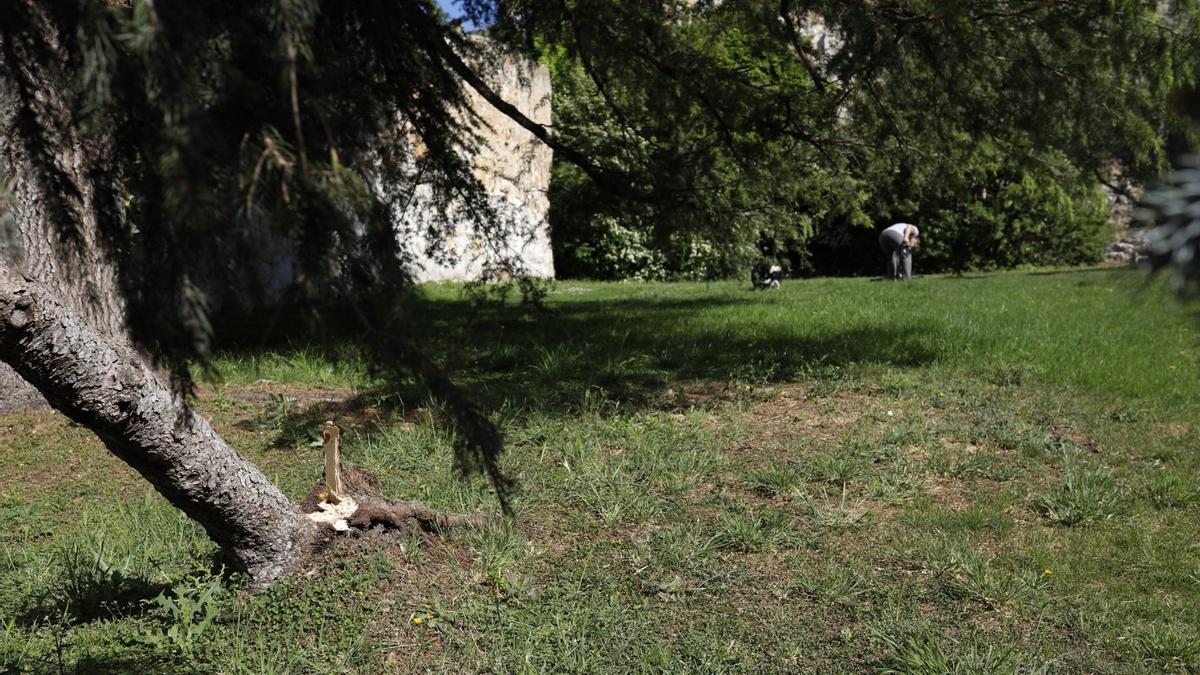 Árbol caído en el jardín de la Bajada de Puerta Nueva