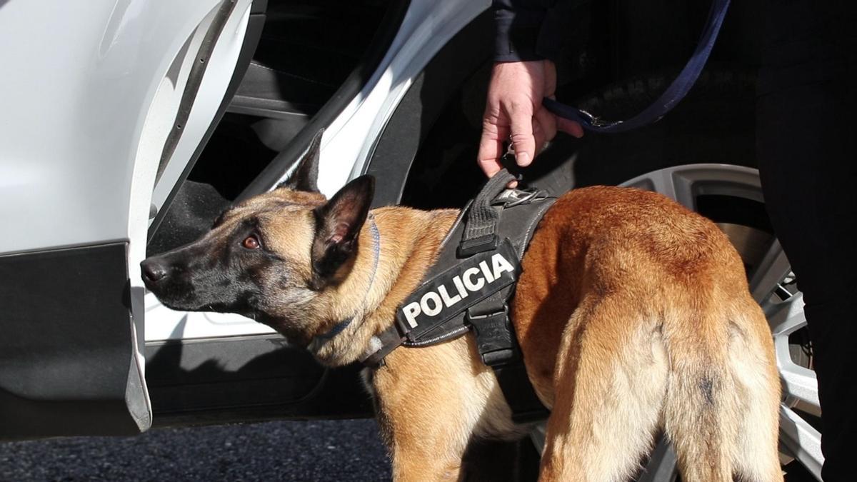 Nuevos agentes caninos en la Policía Local de València