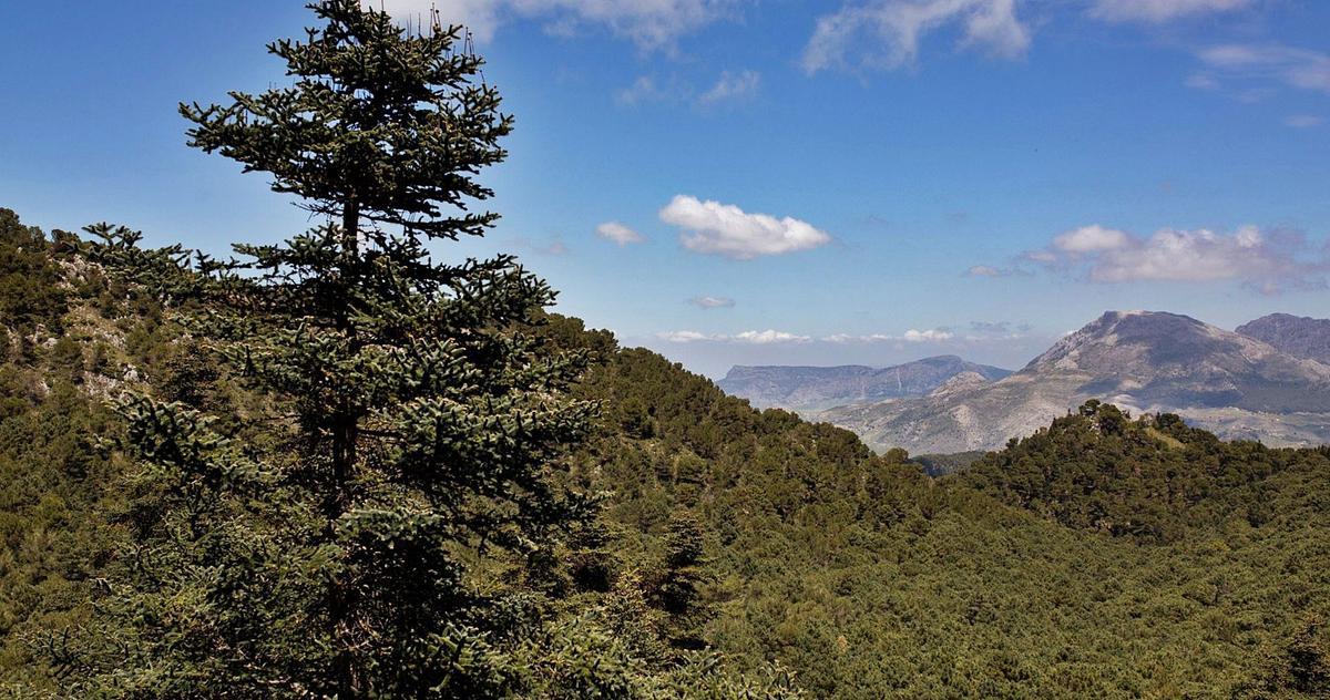 El futuro Parque Nacional de la Sierra de las Nieves se extenderá a lo largo de unas 23.000 hectáreas. | CARLOS DÍAZ / EFE / F. EXTREMERA