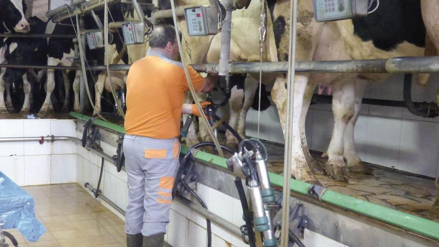 El retén de guardia que cubre 30.000 horas de trabajo al año en las cuadras asturianas: sin sus 18 profesionales, los ganaderos no tendrían vacaciones