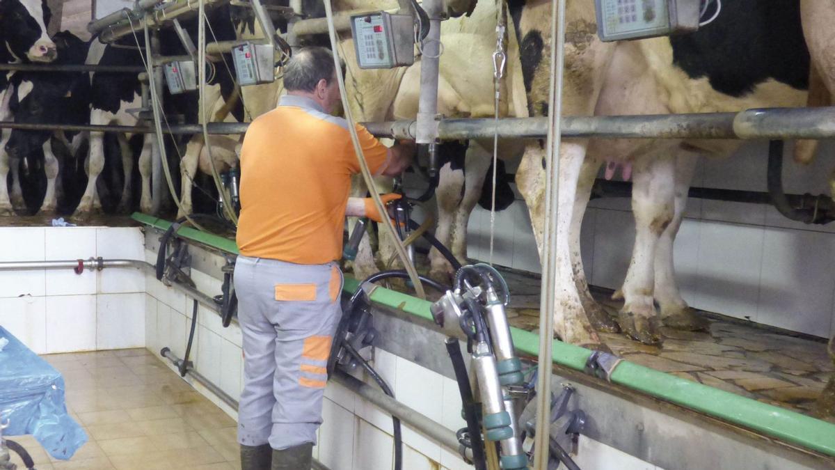 VÍDEO: Así funciona el programa de sustituciones ganaderas y el proyecto de piensos ecológicos de Campoastur
