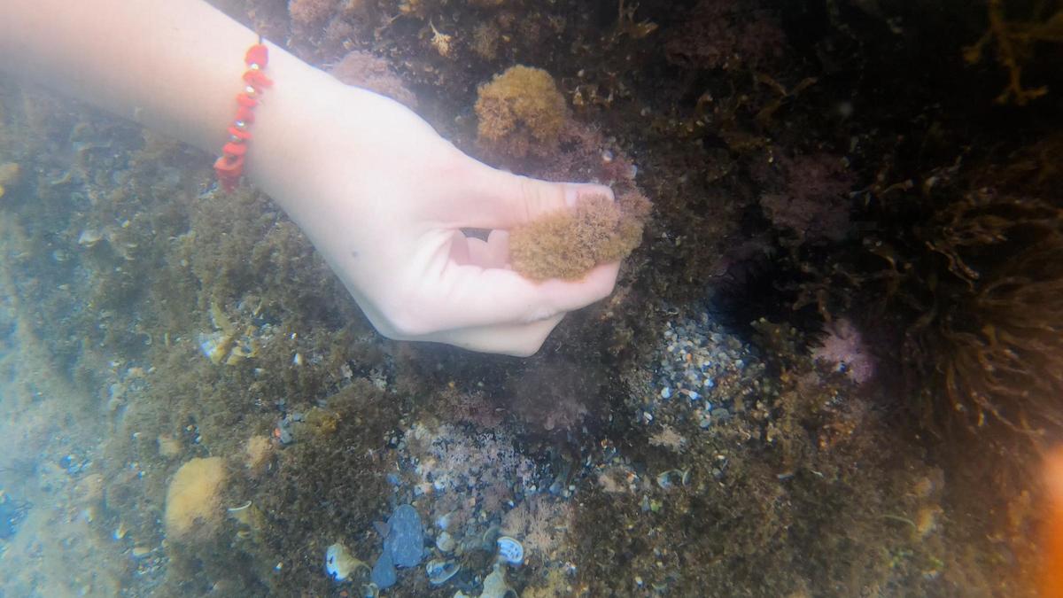 Proliferación del alga tóxica Ostreopsis en las costas murcianas.