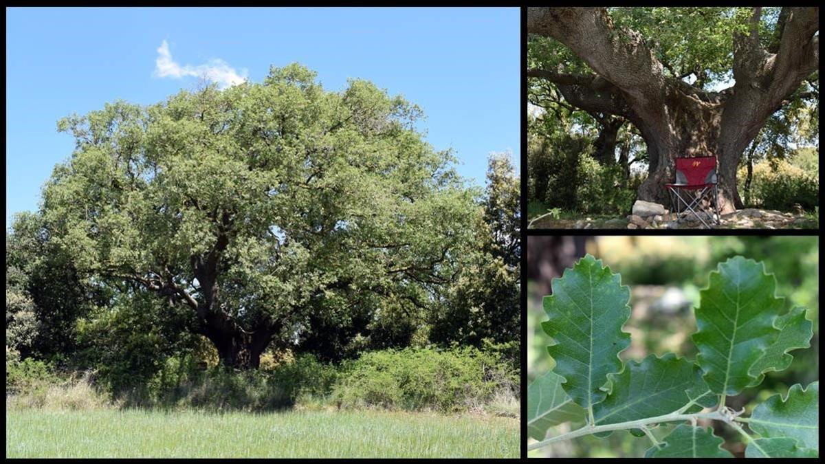 roble ancosa roure