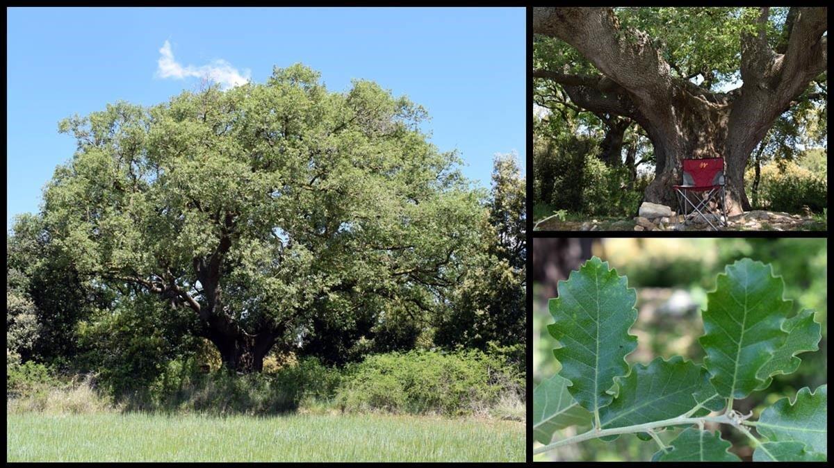 El roure d’Ancosa, a La Llacuna.