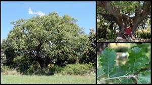 El roure d’Ancosa, a La Llacuna.