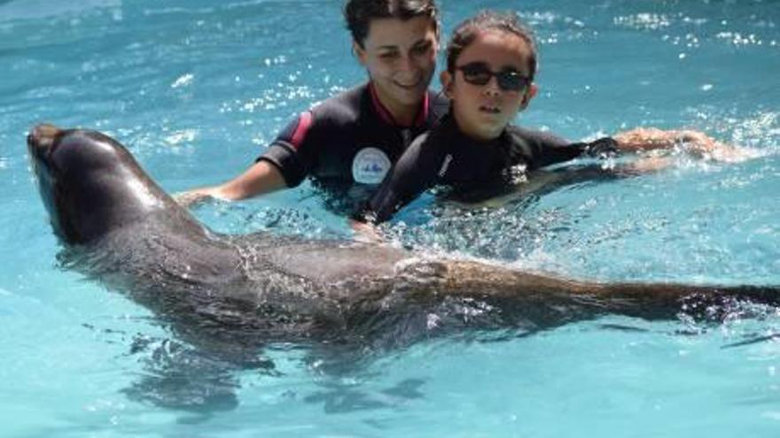 Una sesión de terapia con leones marinos en el Río Safari.