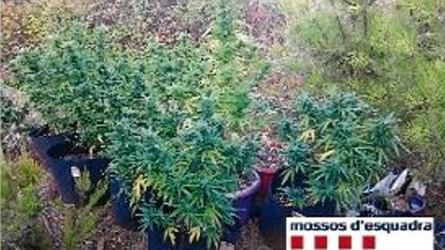 Els Mossos van localitzar un total de 72 plantes.