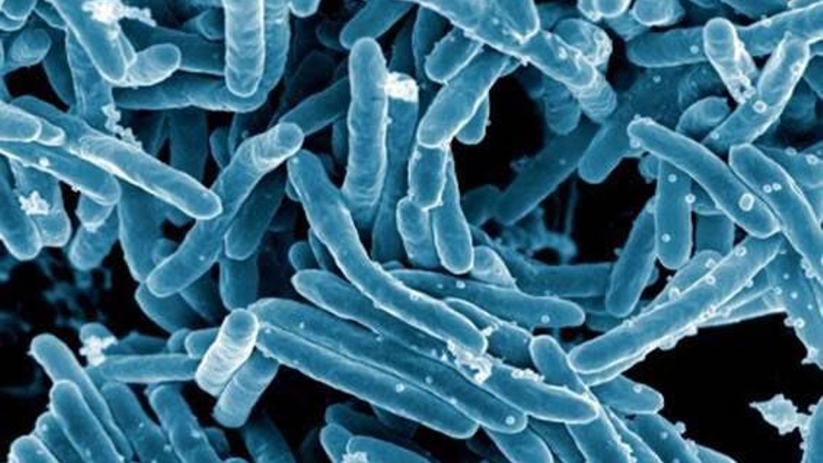 Bacterias vistas a través de un microscopio electrónico.
