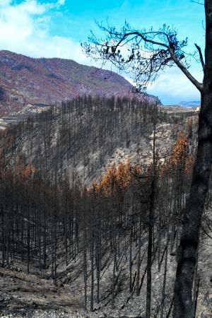 Reportaje sobre las zonas quemadas tras dos meses