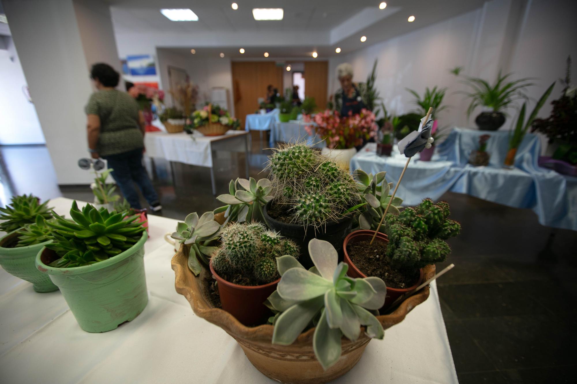 Exposición de plantas y mucha tradición en Puig d'en Valls