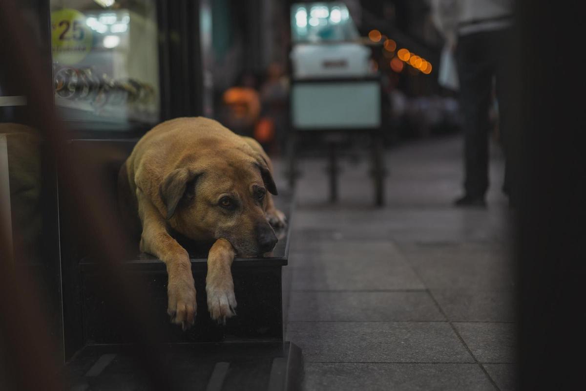 Un perro callejero en Estambul.