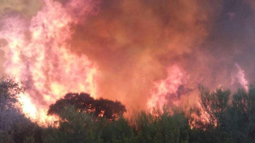 Las llamas alcanzaron gran altura al llegar a un pinar cercano a San Vicente de la Cabeza.