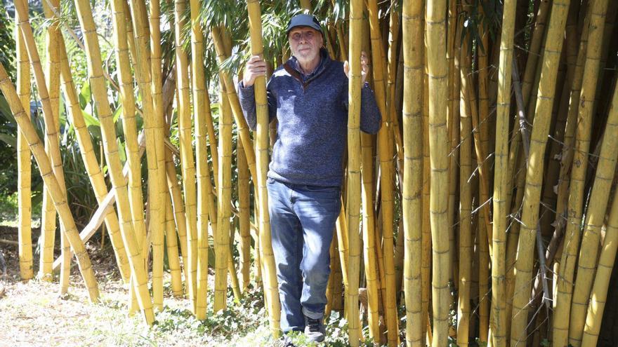 Un curioso jardín de bambú amarillo en Pontevedra