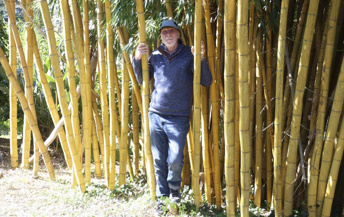 Manuel Hermida, junto a una de las zonas con bambú amarillo en su finca.