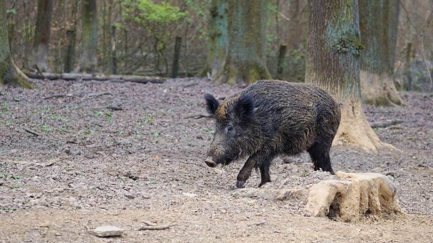 Capturan con trampas a 19 jabalíes que hacían estragos en el campo de golf de Dénia