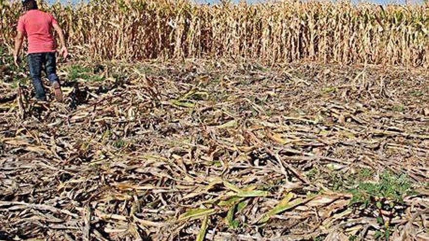 Mancha de plantas de maíz tiradas al suelo por los jabalíes en una parcela de Pozuelo de Tábara.