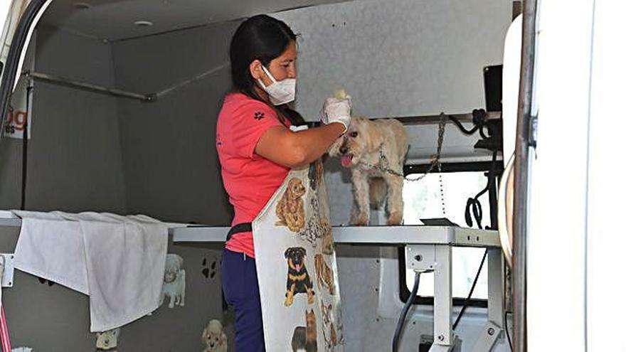 Esterlina Medina pela a un perro en su furgoneta.