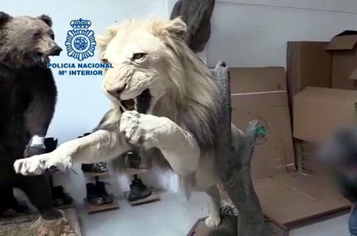 Cau una suposada xarxa que explotava persones i acumulava peces dissecades d’animals a Gavà