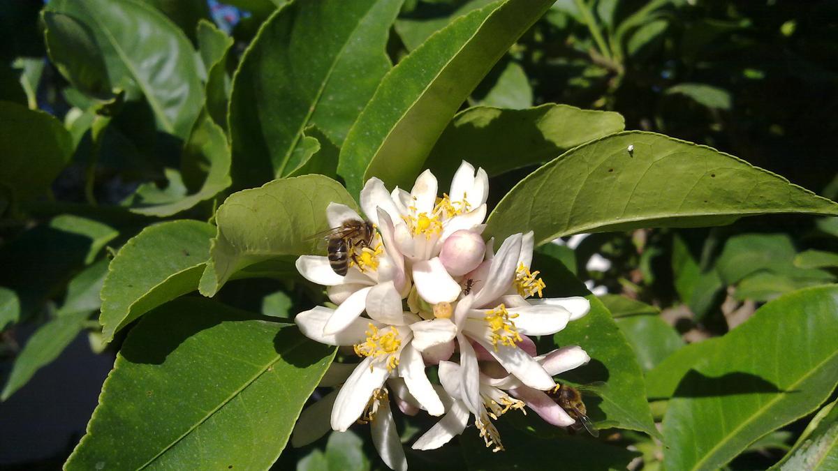 La abeja española o abeja ibérica