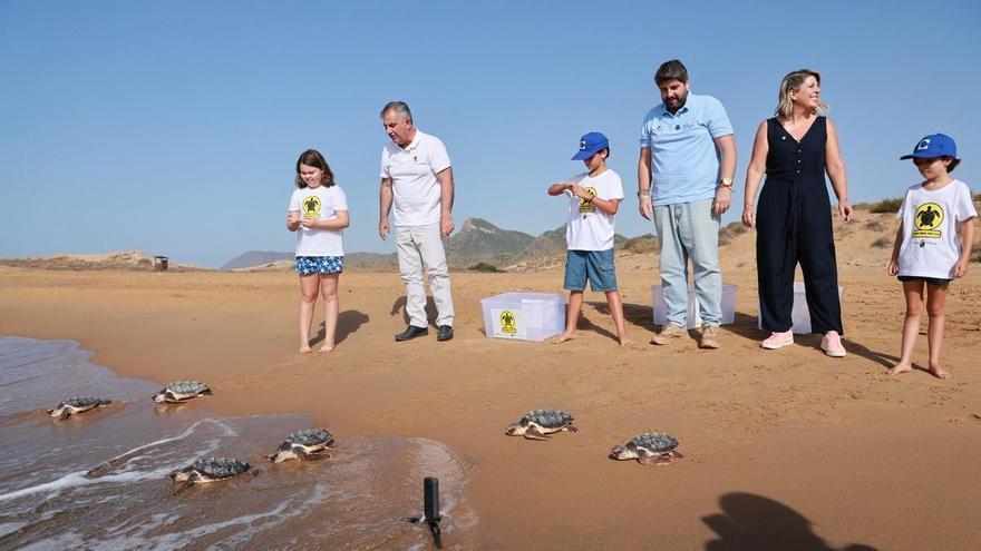 Casi 300 tortugas bobas han regresado al mar desde las playas de la Región de Murcia desde 2019